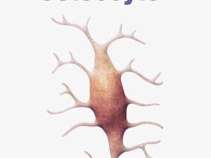 Osteo Cell Anatomy Pack 3D Модель