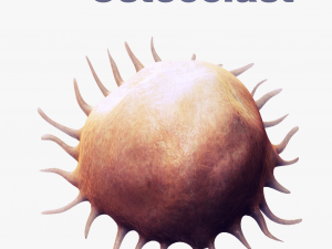 Osteo Cell Anatomy Pack 3D Модель