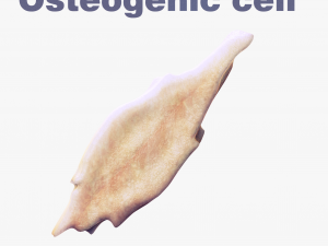 Osteo Cell Anatomy Pack 3D Модель