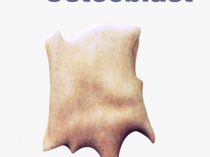 Osteo Cell Anatomy Pack 3D Модель