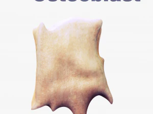 Osteo Cell Anatomy Pack 3D Model
