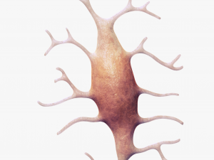 Osteo Cell Anatomy Pack 3D Модель