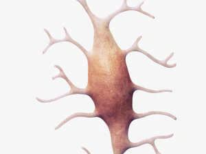Osteo Cell Anatomy Pack 3D Model