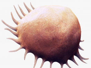 Osteo Cell Anatomy Pack 3D Модель