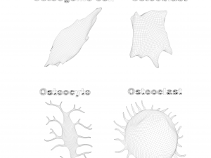 Osteo Cell Anatomy Pack 3D Модель