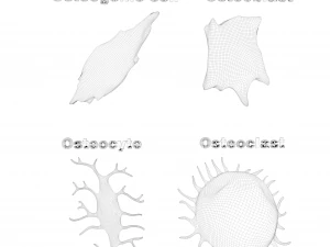 Osteo Cell Anatomy Pack 3D Model