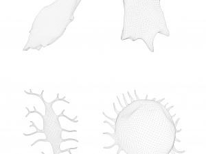 Osteo Cell Anatomy Pack 3D Модель