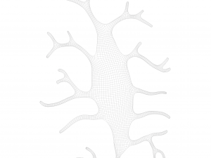 Osteo Cell Anatomy Pack 3D Модель