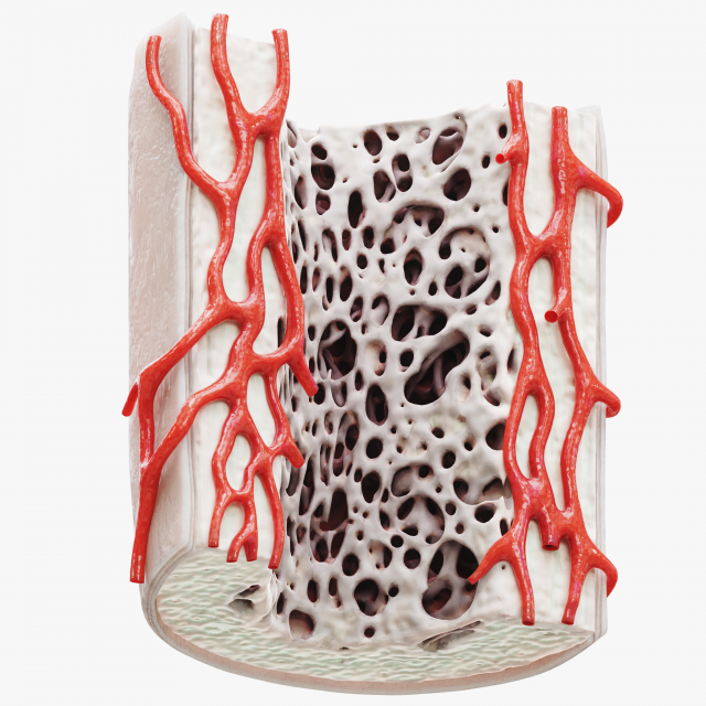Bone Structure Anatomy Periosteum Spongy 3D Модель .c4d .max .obj .3ds .fbx .stl .blend 