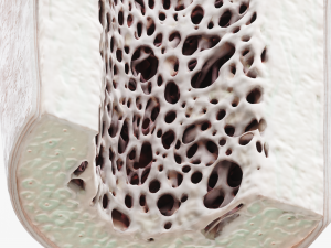 Bone Structure Anatomy Periosteum Spongy 3D Модель