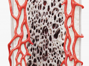 Bone Structure Anatomy Periosteum Spongy 3D Модель