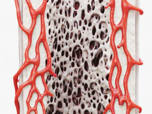 Bone Structure Anatomy Periosteum Spongy 3D Model