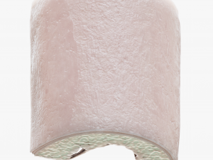 Bone Structure Anatomy Periosteum Spongy 3D Модель