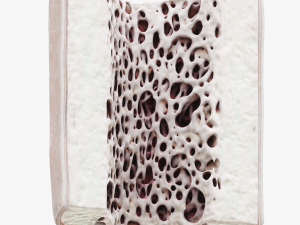 Bone Structure Anatomy Periosteum Spongy 3D Модель