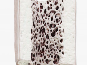 Bone Structure Anatomy Periosteum Spongy 3D Model