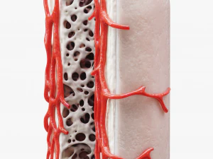 Bone Structure Anatomy Periosteum Spongy 3D Model