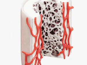 Bone Structure Anatomy Periosteum Spongy 3D Model