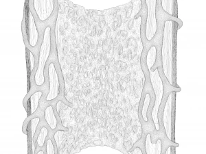 Bone Structure Anatomy Periosteum Spongy 3D Model