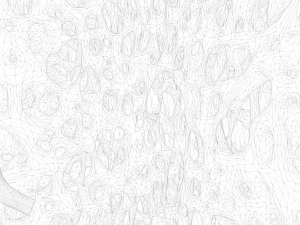 Bone Structure Anatomy Periosteum Spongy 3D Модель