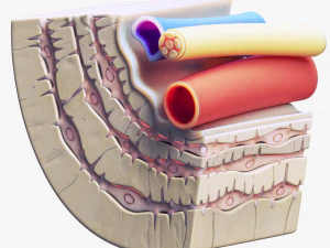 Oste&oacute;cito em osso compacto Osteon Modelo 3D