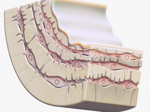Osteocyte in compact bone Osteon Modelo 3D