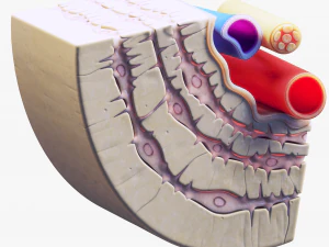 Osteocyte in compact bone Osteon 3D Model