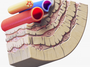Osteocyte in compact bone Osteon Modelo 3D