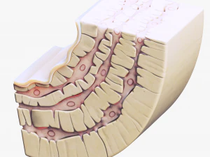 Osteocyte in compact bone Osteon 3D Model