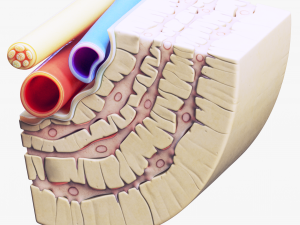 Osteocyte in compact bone Osteon Modelo 3D