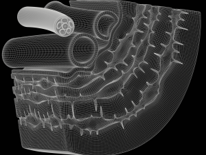 Osteocyte in compact bone Osteon Modelo 3D