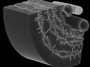 Osteocyte in compact bone Osteon Modelo 3D