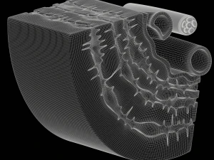 Osteocyte in compact bone Osteon 3D Model