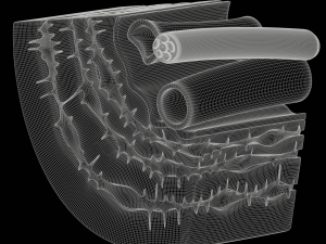 Osteocyte in compact bone Osteon Modelo 3D