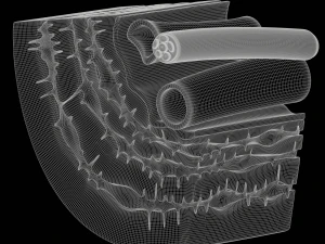 Osteocyte in compact bone Osteon 3D Model