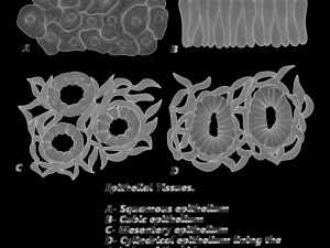Epithelial Tissues Modelo 3D