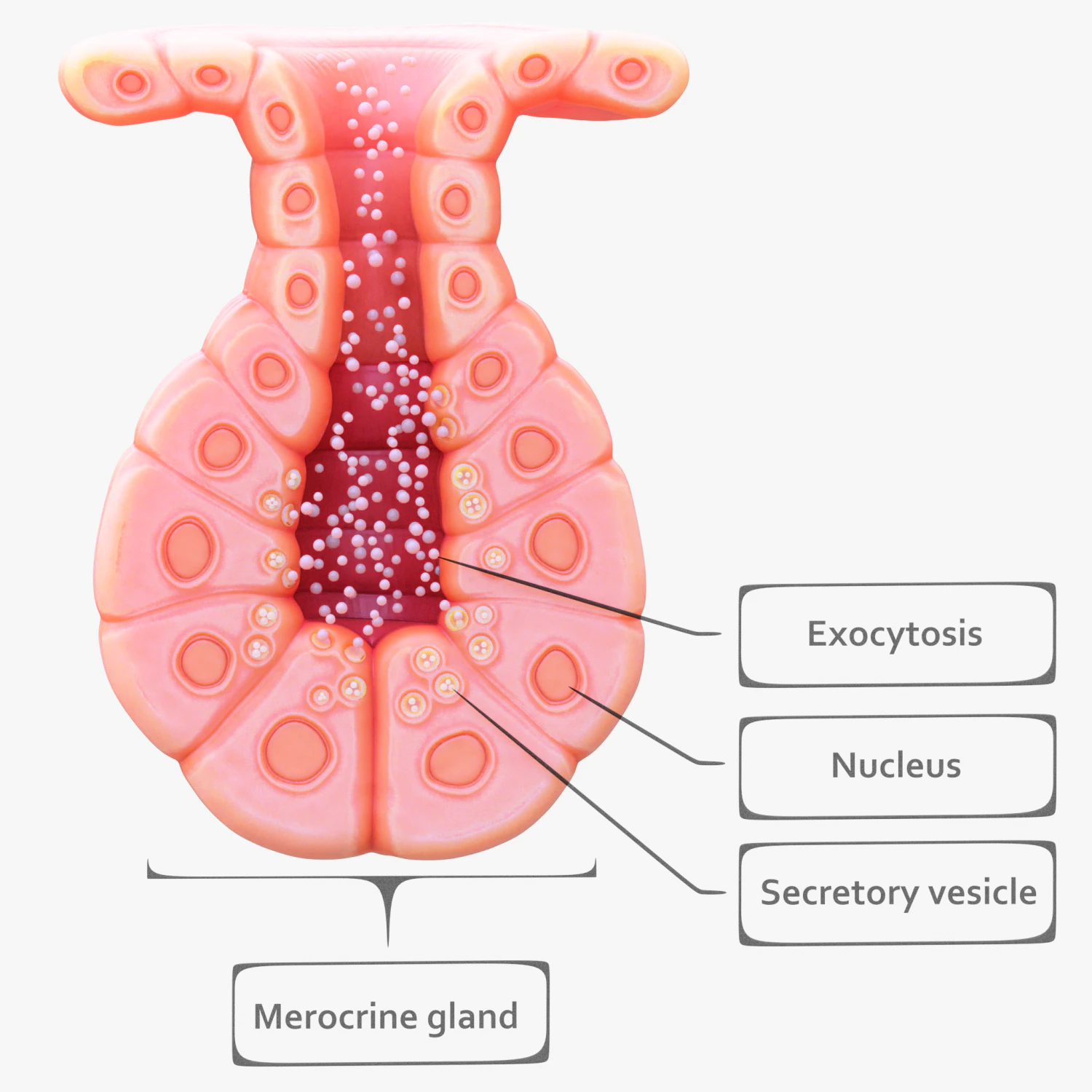 Exocrine gland 3D Model .c4d .max .obj .3ds .fbx .stl .blend 