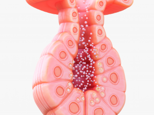 Exocrine gland 3D Модель