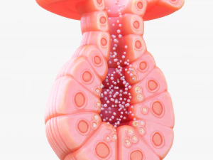 Exocrine gland 3D Model