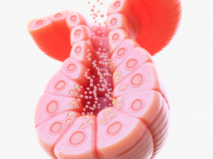 Exocrine gland 3D Модель