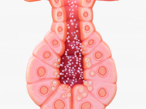 Exocrine gland 3D Model