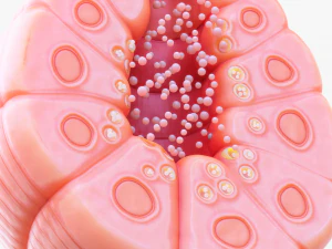 Exocrine gland 3D Model