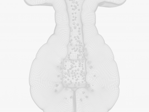 Exocrine gland 3D Модель