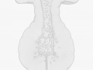 Exocrine gland 3D Model