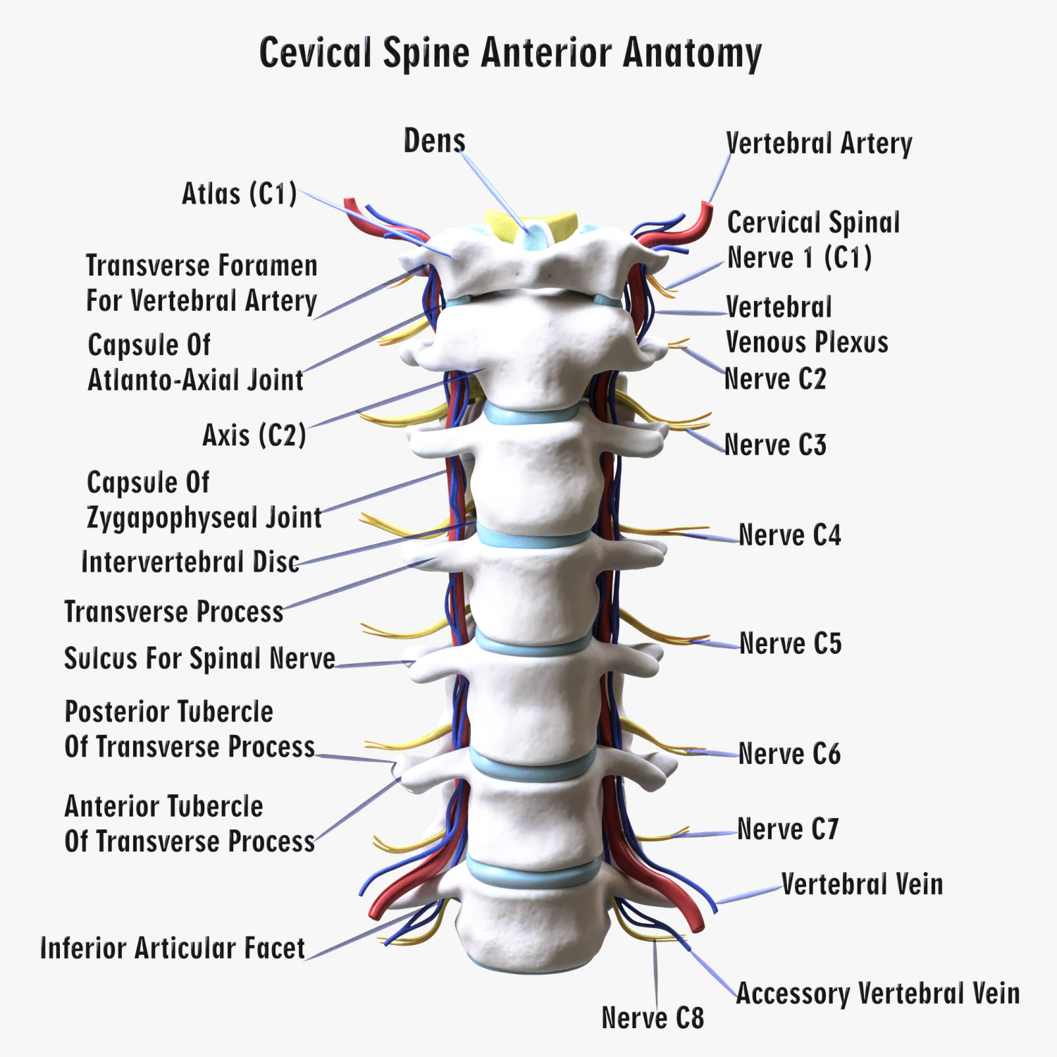 Cervical Spine Vertebrae Nerve 3D Model .c4d .max .obj .3ds .fbx .stl .blend