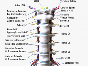Nervo delle vertebre della colonna vertebrale cervicale Modello 3D