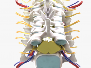 Cervical Spine Vertebrae Nerve Modelo 3D