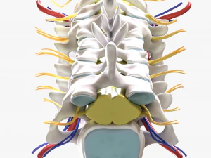 Cervical Spine Vertebrae Nerve 3D Model