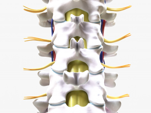 Cervical Spine Vertebrae Nerve Modelo 3D