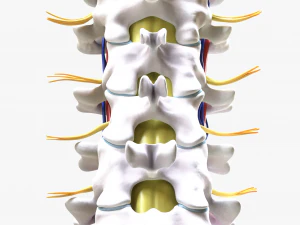 Cervical Spine Vertebrae Nerve 3D Model