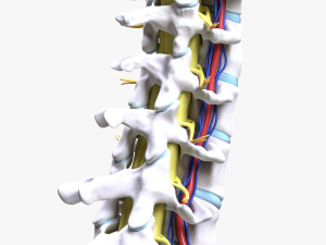 Cervical Spine Vertebrae Nerve Modelo 3D